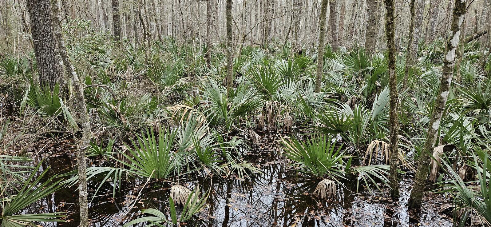 Palmettos rise out of black water, the trees all around them having no leaves since it is winter.