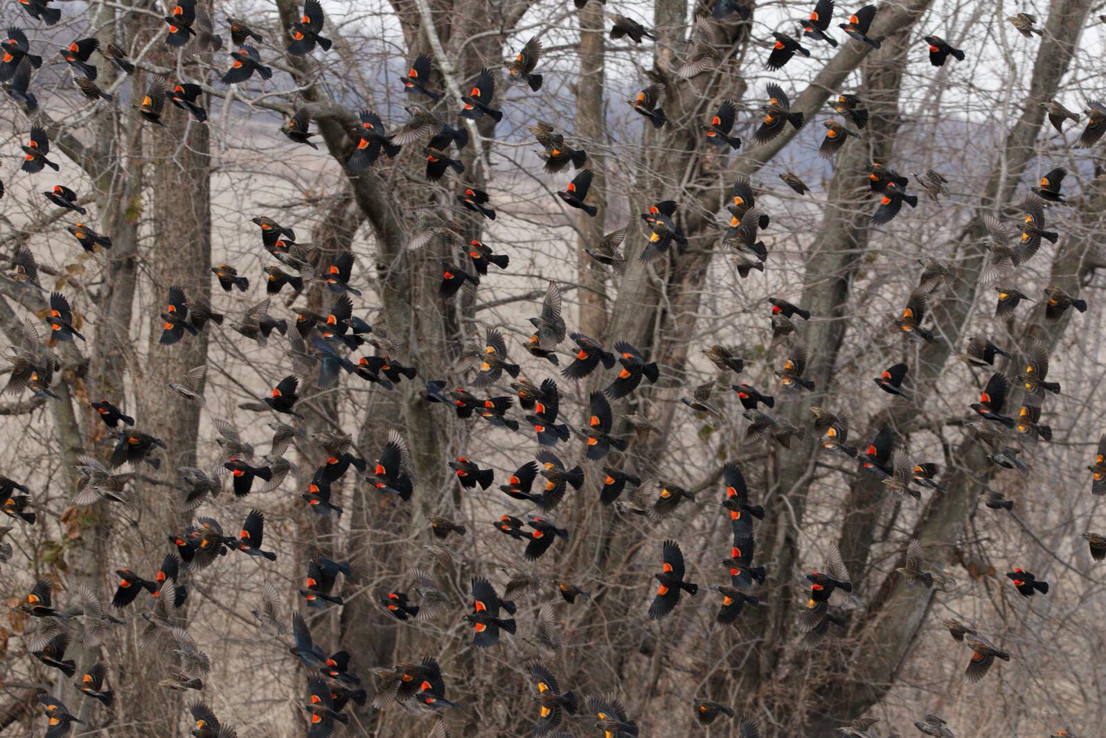 about a hundred black birds with flashy red triangles on their extended wings flying in the same direction as a flock. Being the blackbirds are large and bare trees.
