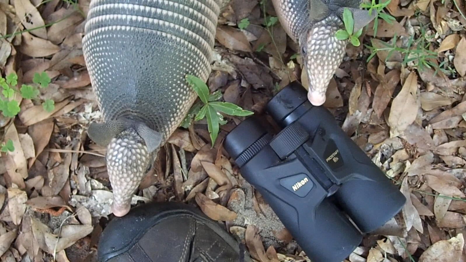 Two armadillos are inspecting (more like sniffing) a pair of binoculars and a shoe. Neither the binoculars nor the shoe are devoid of armadillo saliva.