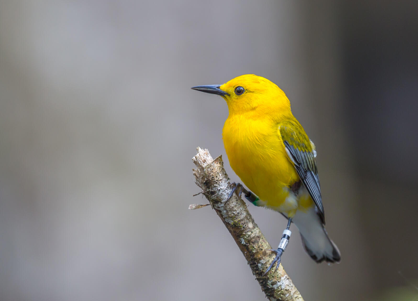 A yellow bird with colored bands on legs is perched on a cypress knee in a gray-like swampy background
