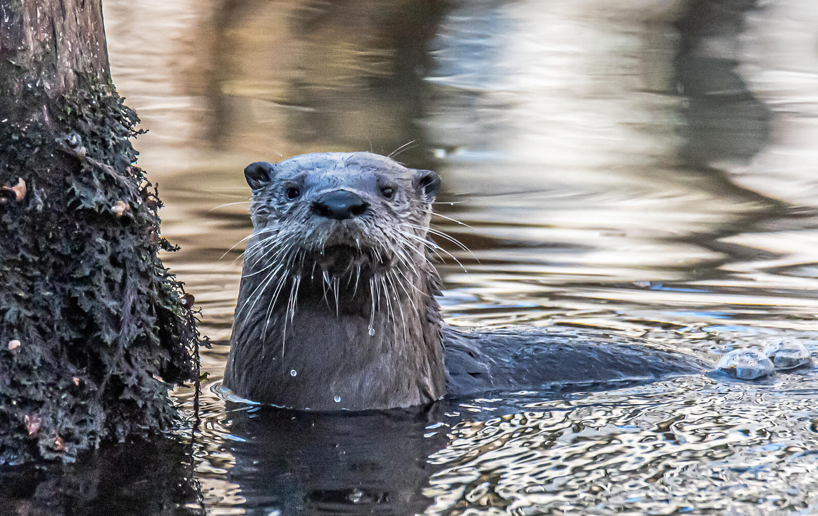 a dark otter pokes their head up out of the water. The water is rippling around the otter's neck. 