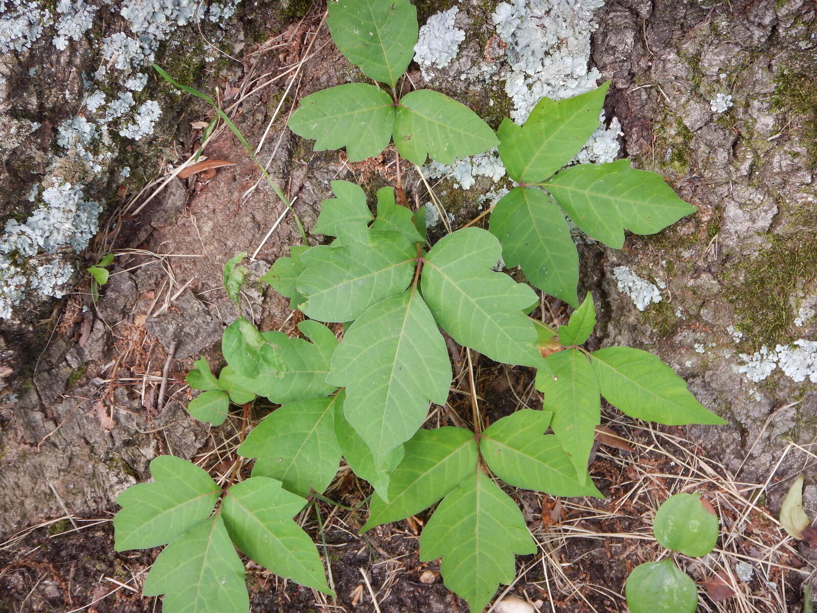 Poison Ivy has three leaves and typically grows close the ground, however it can climb trees as a vine and make large bush-like shapes over the water.