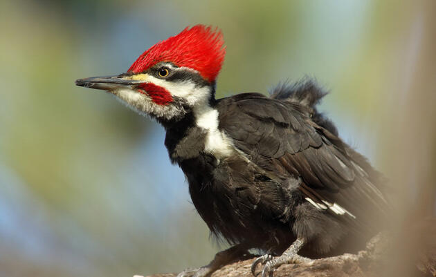 Bird Species List