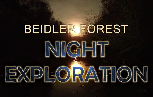 Night Explorations