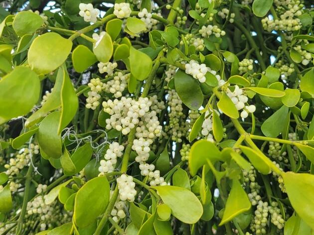 Species Spotlight: American Mistletoe