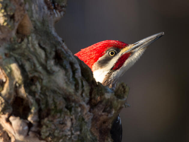 Species Spotlight: Pileated Woodpecker