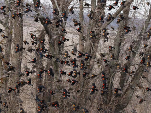 Four Holes Christmas Bird Count (CBC) Summary