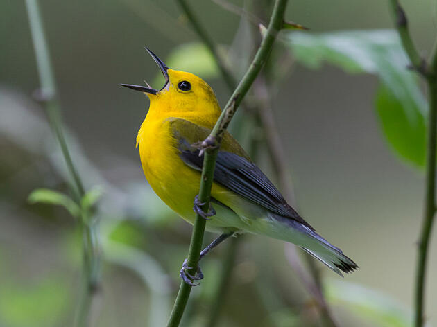Prothonotary Warbler First Sighting Contest