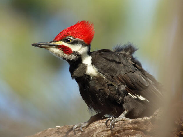 Bird Species List