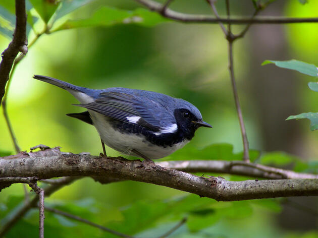 Fall Bird List