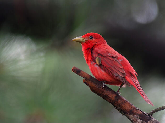 Summer Bird List