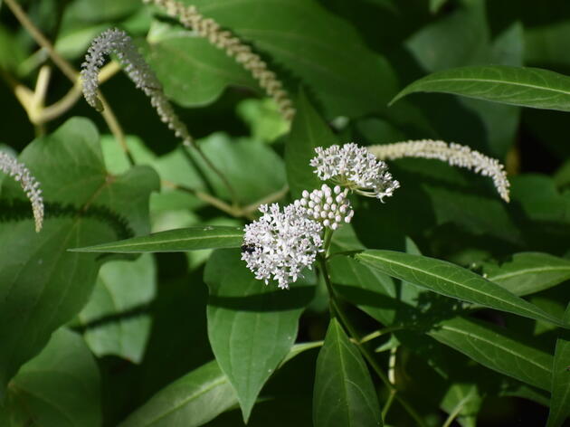 Species Spotlight: Aquatic Milkweed