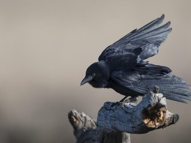 Species Spotlight: American Crow