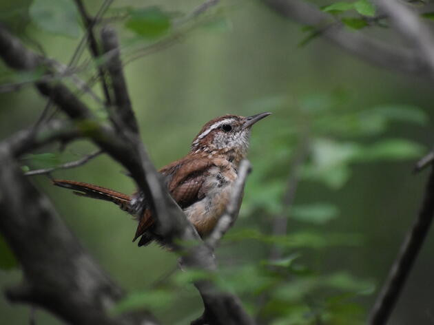 Species Spotlight: Carolina Wren