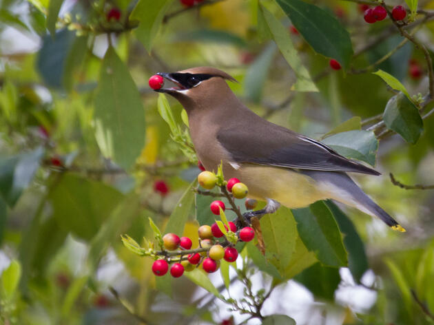 Winter Bird List