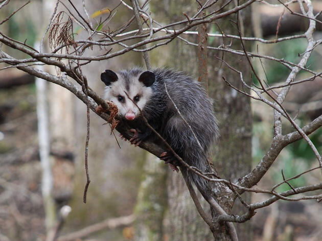 Species Spotlight: Virginia Opossum