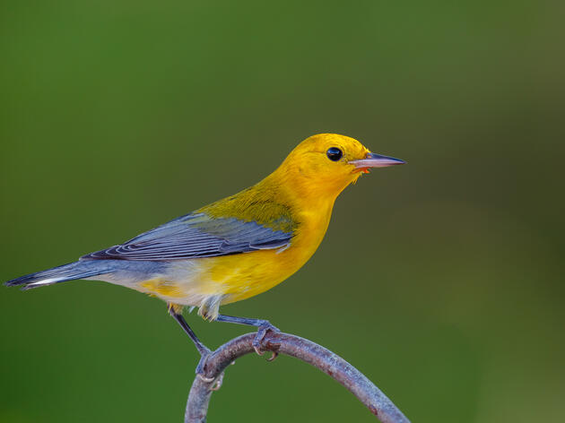 Spring Bird List