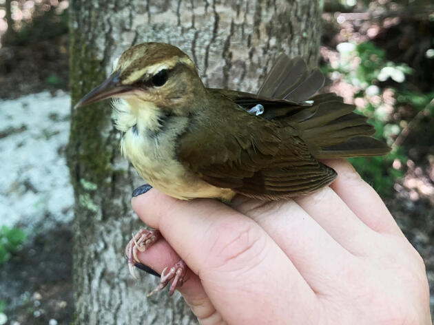 MAPS Bird Banding