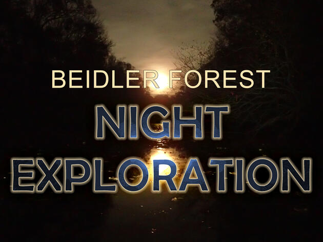 Night Explorations