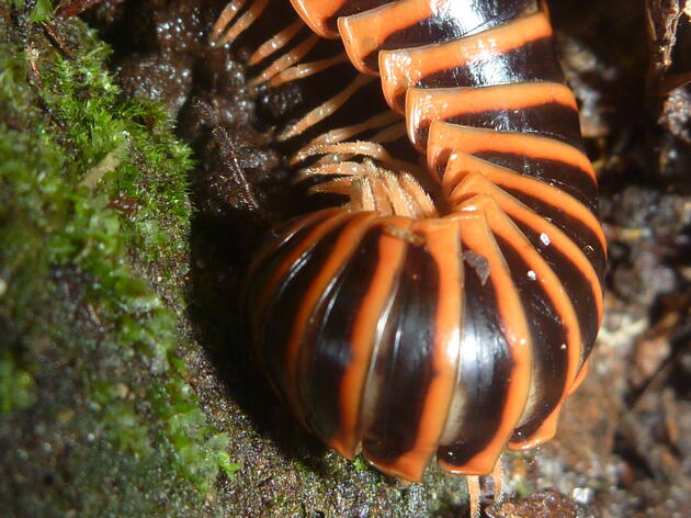 Other Invertebrates