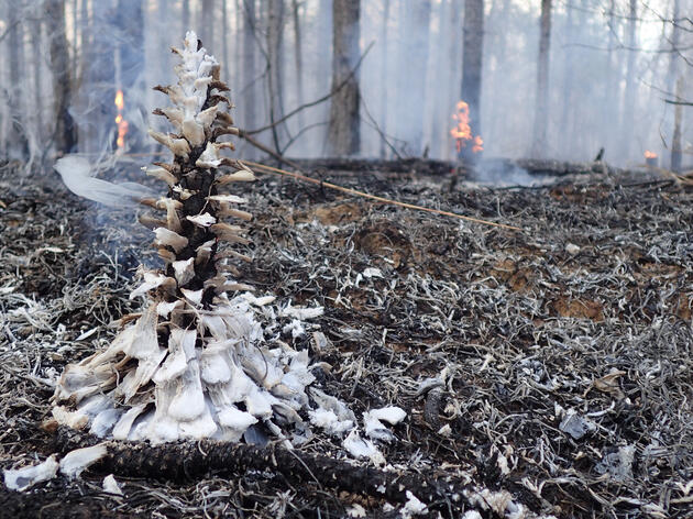 Prescribed Burns