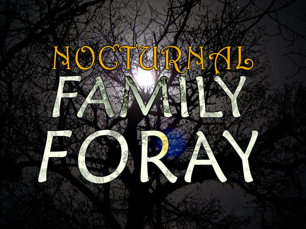 Nocturnal Family Forays