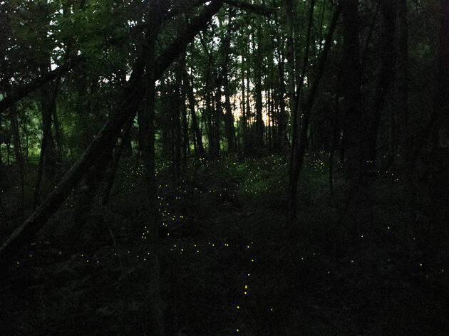 Fireflies 2024 Mid Season Report