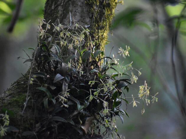 Species Spotlight: Greenfly Orchid