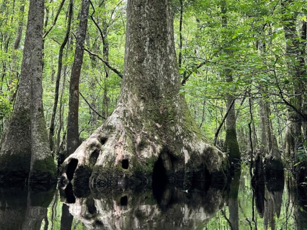 Audubon Intervenes to Protect Ancient Cypress Forest from Transmission Line Impacts
