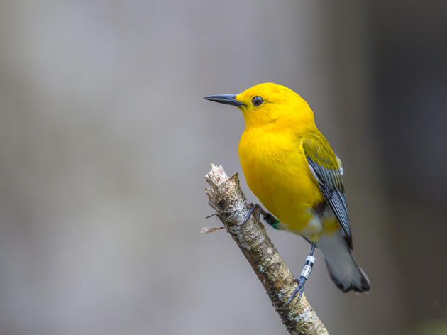 Geolocators Provide Clues About Prothonotary Warblers, and How to Protect Them