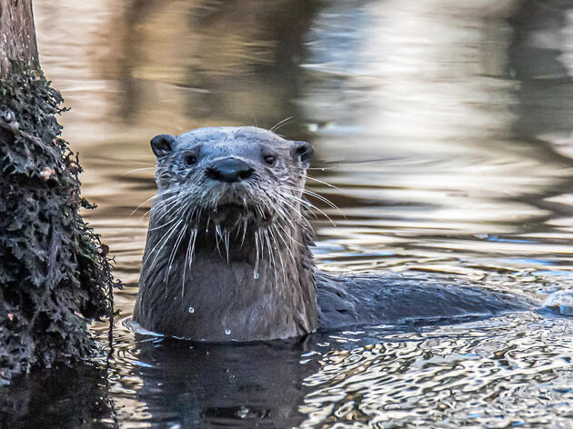Species Spotlight River Otter