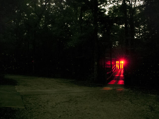 Firefly Nights 2025 Recap