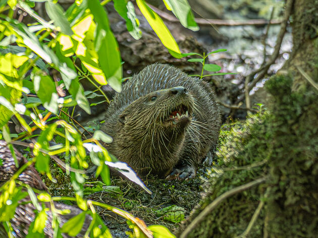 Species Spotlight: North American River Otter