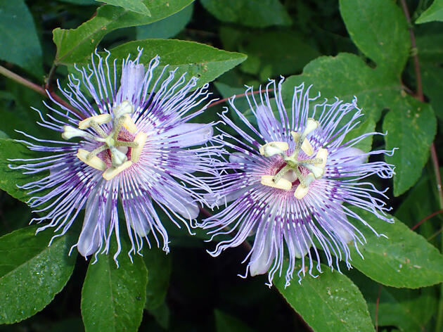 Native Plants