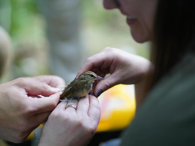 The hunt for the secrets of the ghost bird, a high tech collaborative approach to tracking Swainsons Warblers