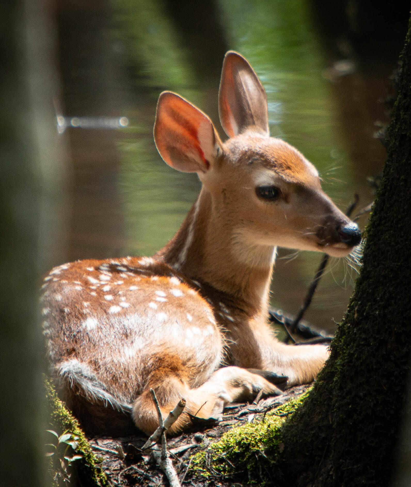 A fawn sits on the edge of the water, warmed by the sun. Its ears are raised. For this photo about hope, David has written the words, "Hope is tangible in a new life. Hope desires deeply, but gently."Hop