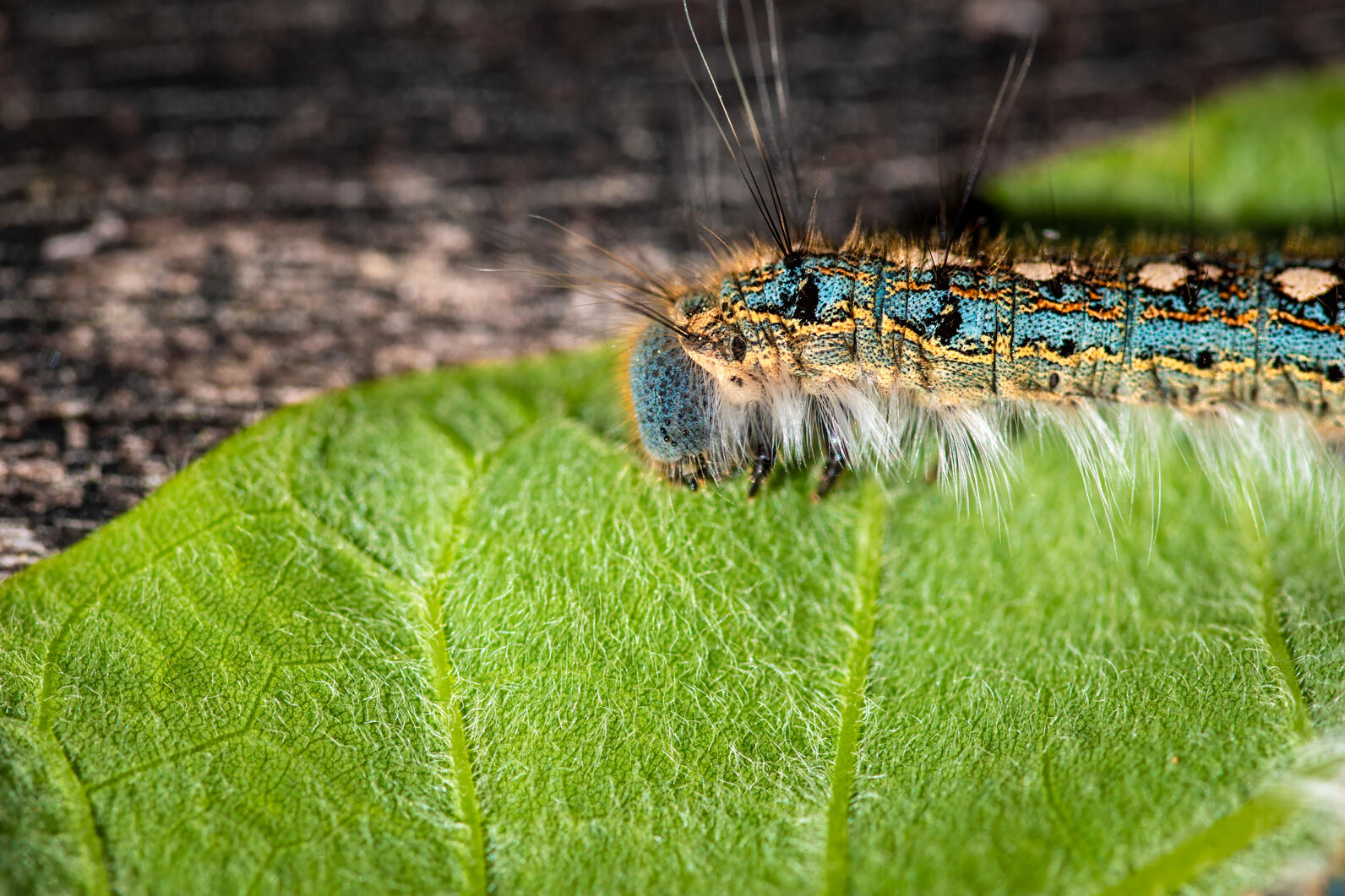 A fuzzy caterpillar sits on a leaf, it's lunch, which rests on the handrail.