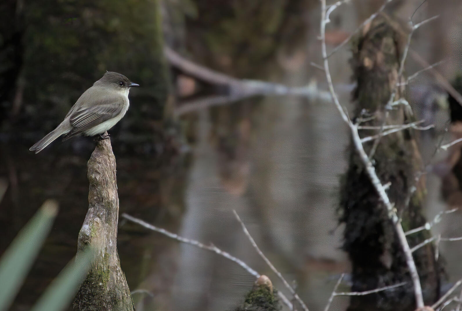 A phoebe, a small bird with a slightly pointed crest and a long tail, faces right as it is perched atop a cypress knee.