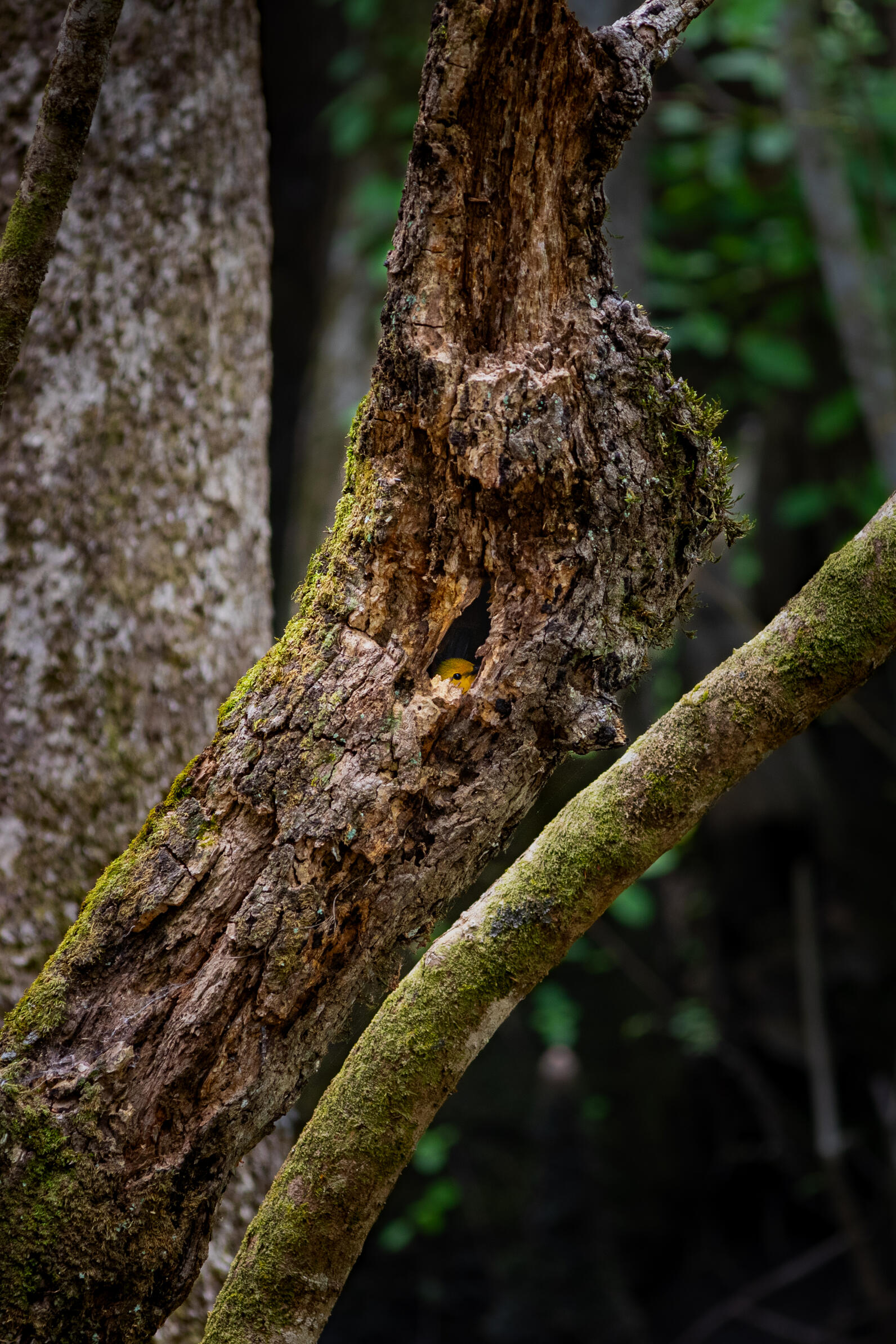 A leaning snag, a dead tree, has a small hole in it from which a Prothonotary peers out of it sideways at you.