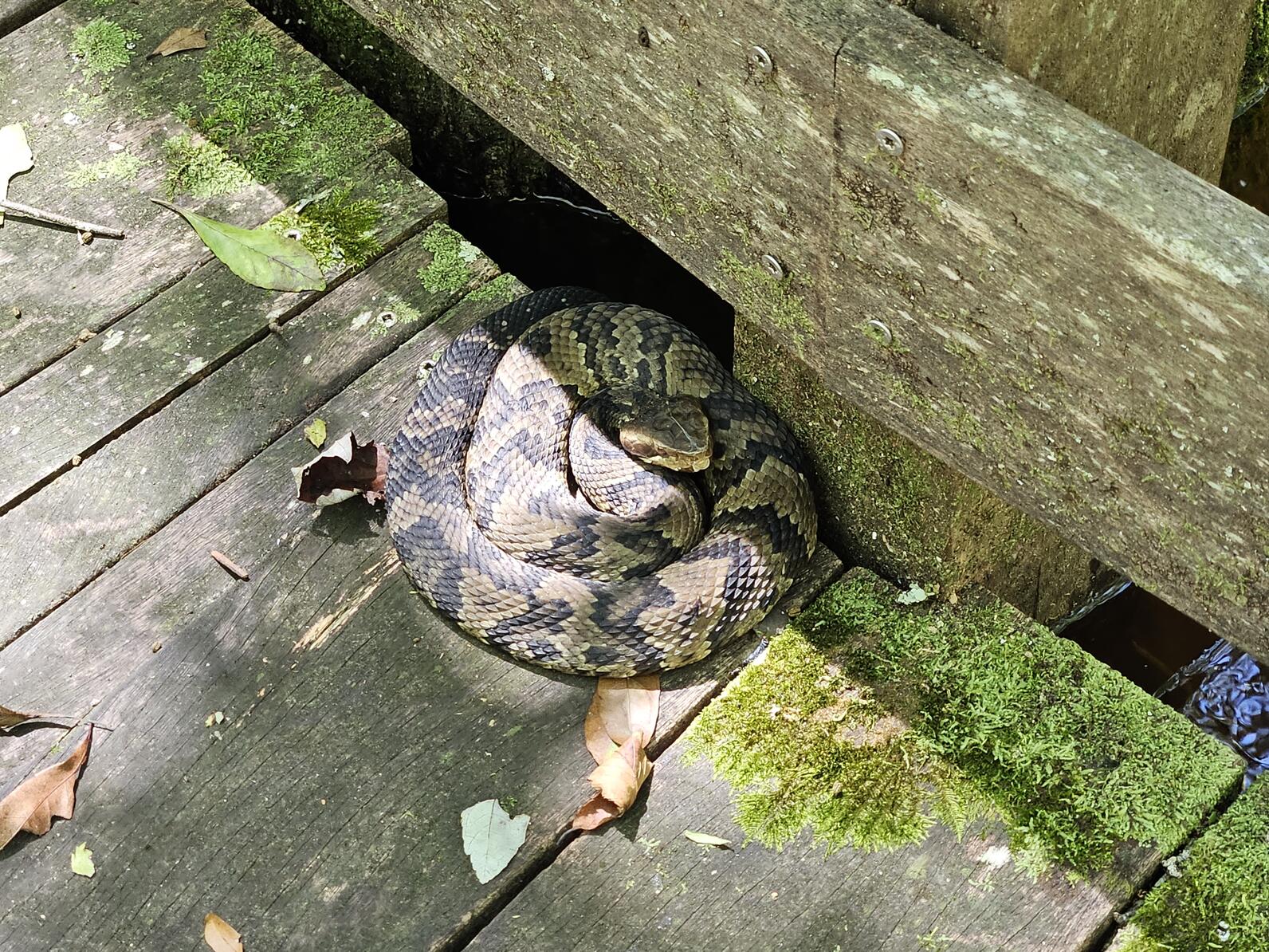 A Cottonmouth is coiled on the deck against the post of the boardwalk, its mouth is closed but it is facing our direction, it knows we're here but hopes to avoid our attention by staying still.