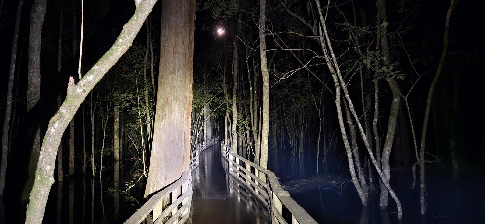 The boardwalk trails off into obscurity, a few inches of water flowing over the deck. A large cypress tree rises on the left, its wide base entirely submerged. Through the trees the moon shines through.