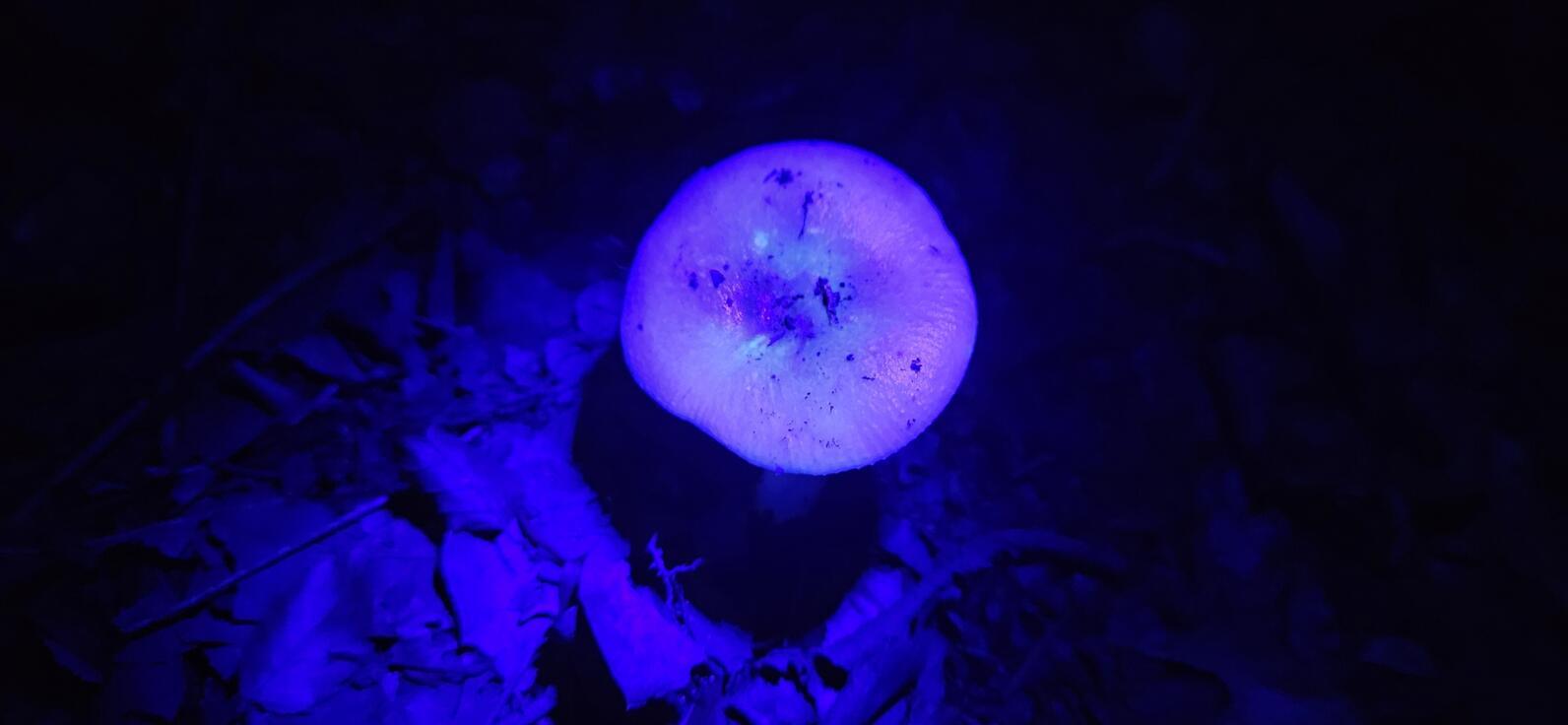 A round mushroom rises from the leaves, normally it's a pale off white color, but with ultraviolet light it appears as an intense purple with green glowing from within.