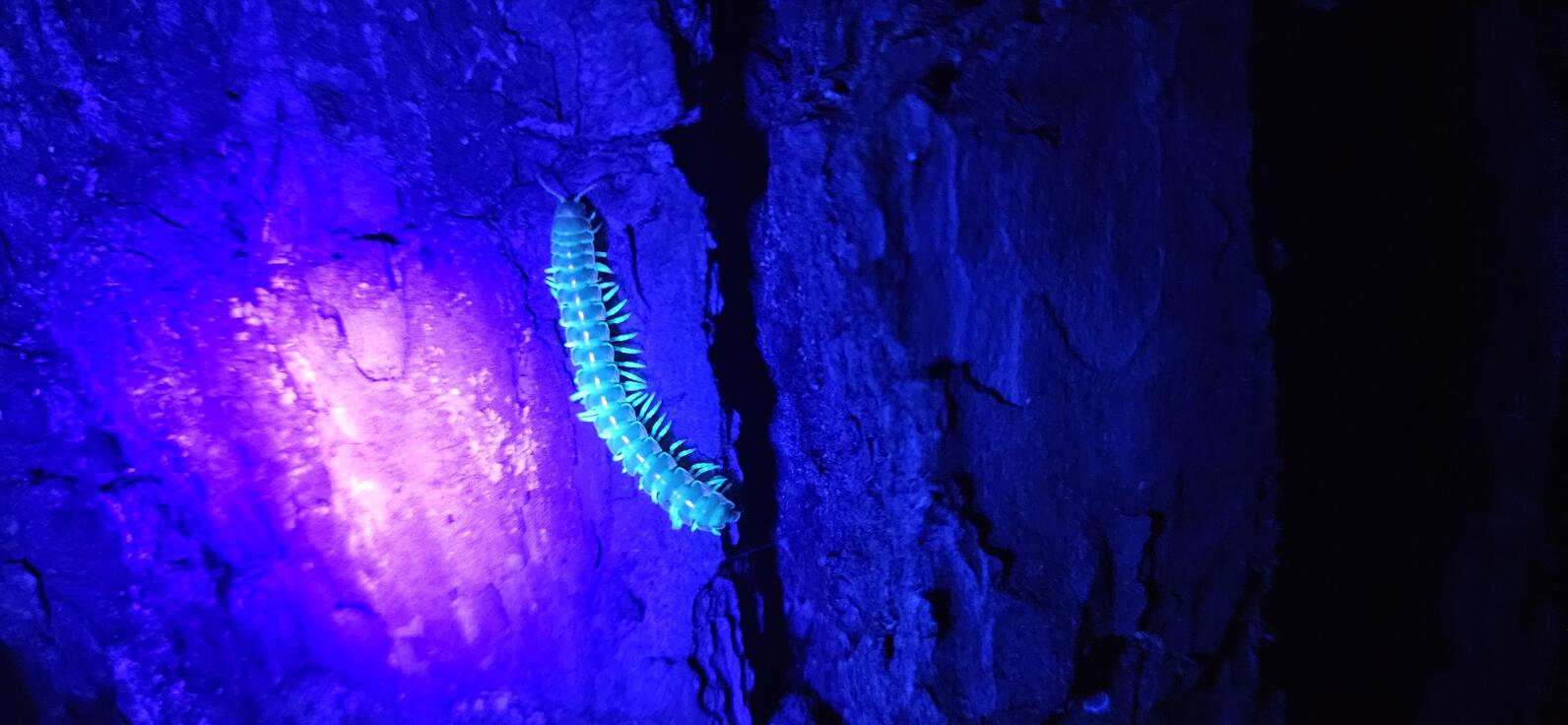 A millipede is on pine bark, normally it appears a dull brown, but under ultraviolet light it appears bright teal, which something people cannot see on their own.
