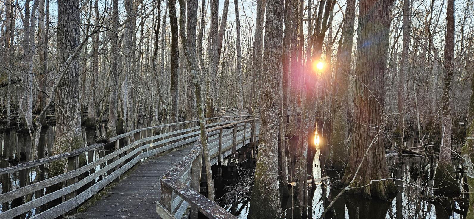 In the winter the swamp is much more open. All of the leaves have fallen and the trees are left bare. The water also tends to be higher, and is flowing strongly arounds the trees as it travels towards the Edisto River.