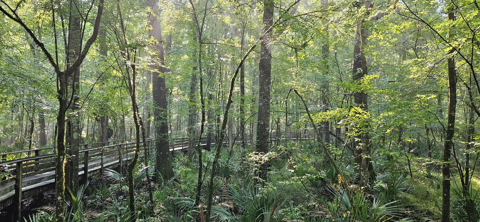 In the spring and summer our boardwalk is full of life, leaves crowd in and the sun is left to poke through every remaining gap. Steam rises as the sun hits the water in the morning, and birds and insects flit about, fighting for territory and food.