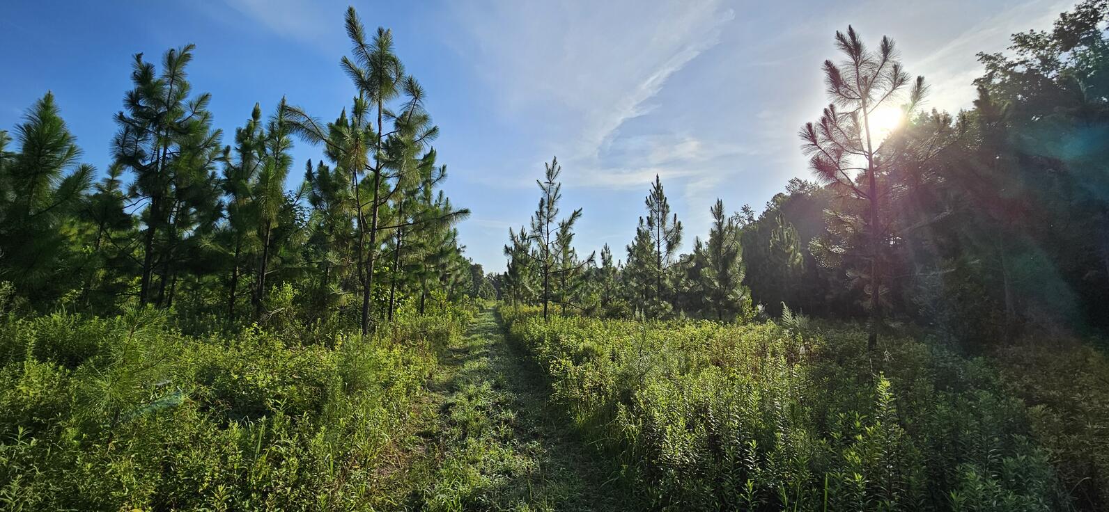 The path through our grassland trail varies depending on the season, it can be lumpy with dirt if it was just cleared for burning, or lumpy with grass when it's not burn season. Did we mention its lumpy?