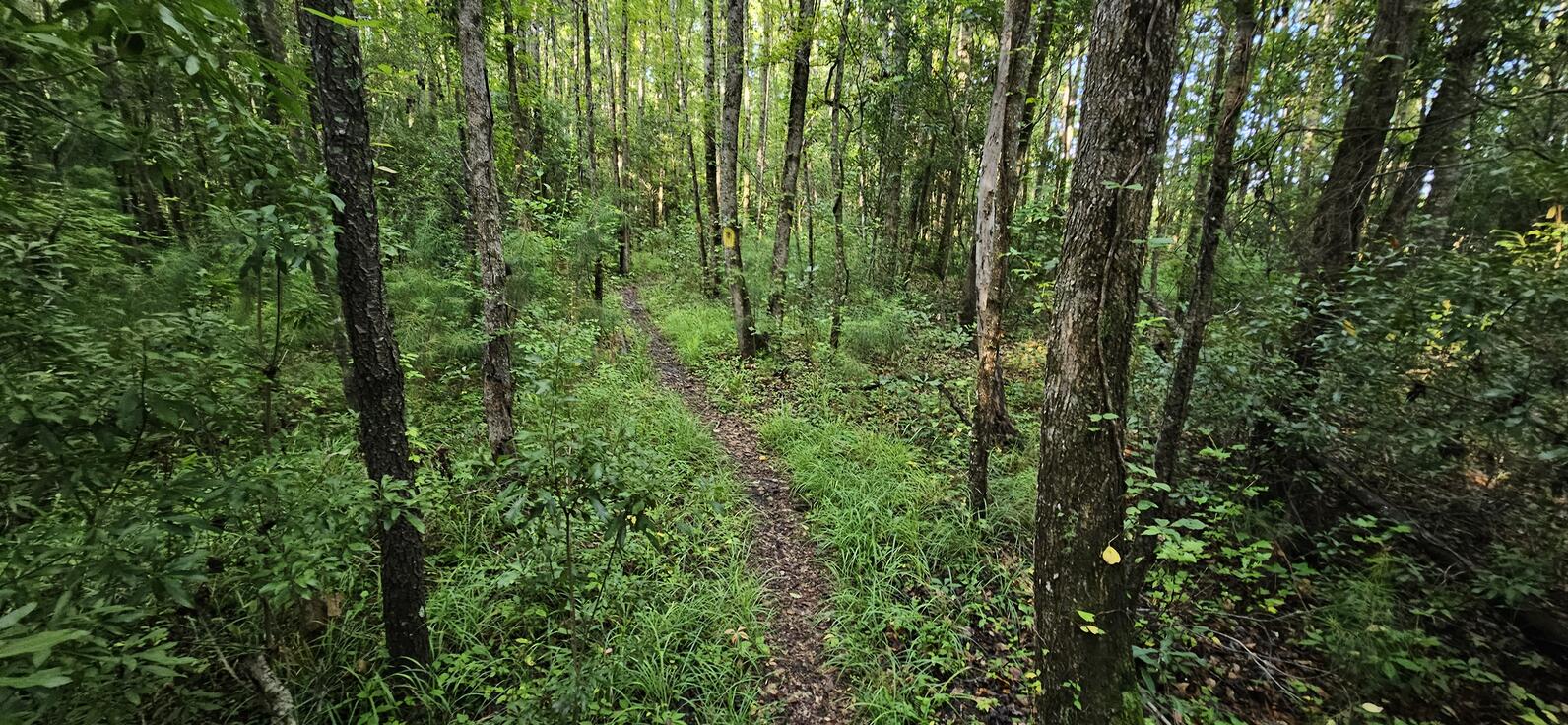 The path through the woodland area is very tight, low ground plants crowd in, eager for the space, so there are times when the path itself is no more than a foot across.