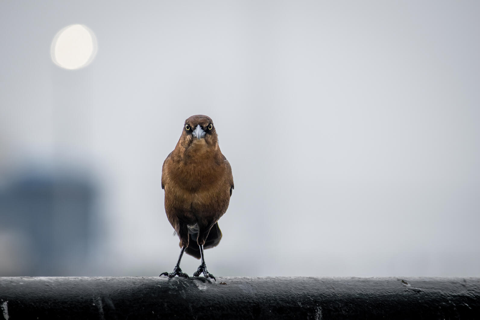A Brown-headed Cowbird faces you, its feet touching lightly upon the metal handrail beneath it.