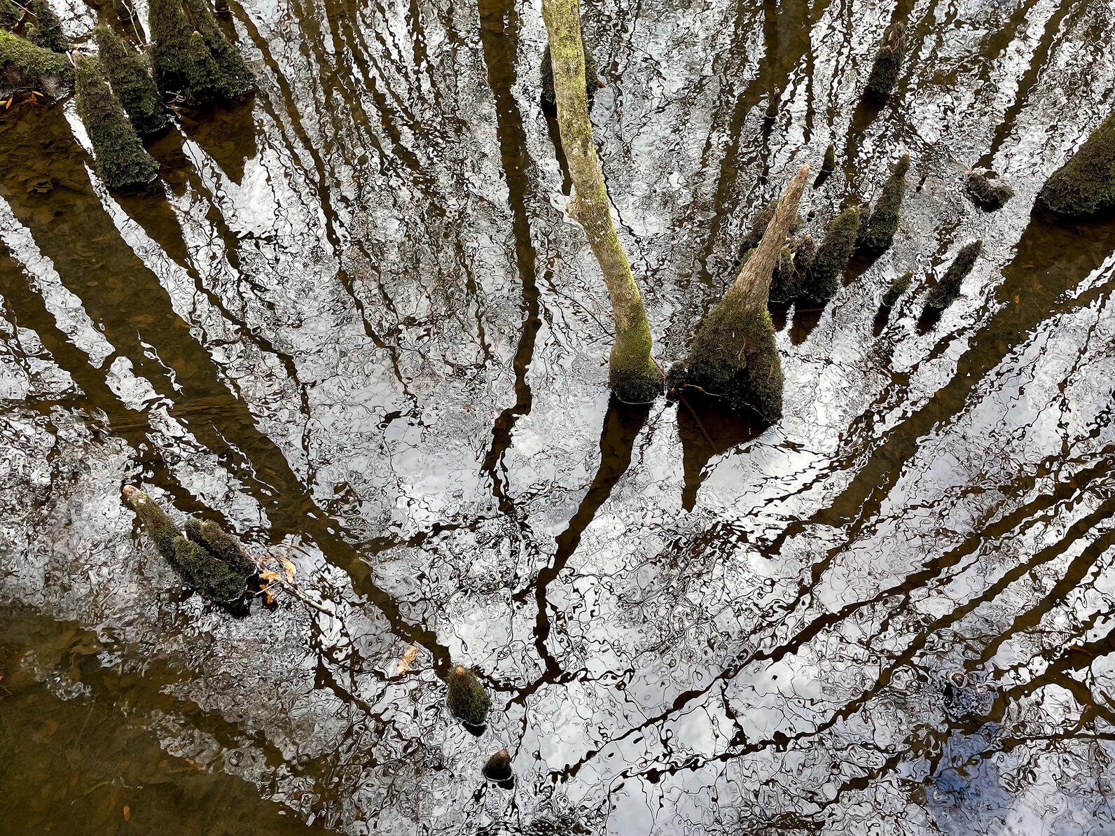 Tiny ripples in water distort a reflection of trees rising into the sky, making them appear to move at odd, varied angles like tangled hair. From the water rise a few pointed cypress knees and small trees.