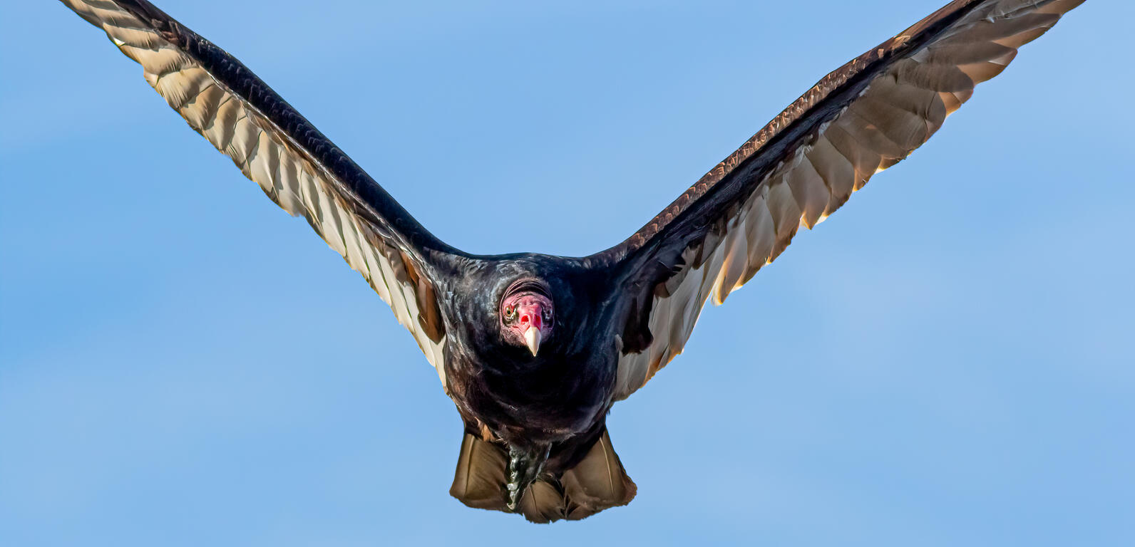 A Turkey Vulture is high in the sky, flying towards you. Good thing you're not dead.